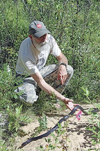 Eastern indigo release adds 26 to Conecuh Forest