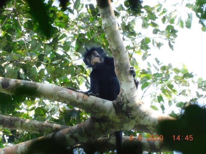New species of monkey with unusual orange lips discovered in African rainforest