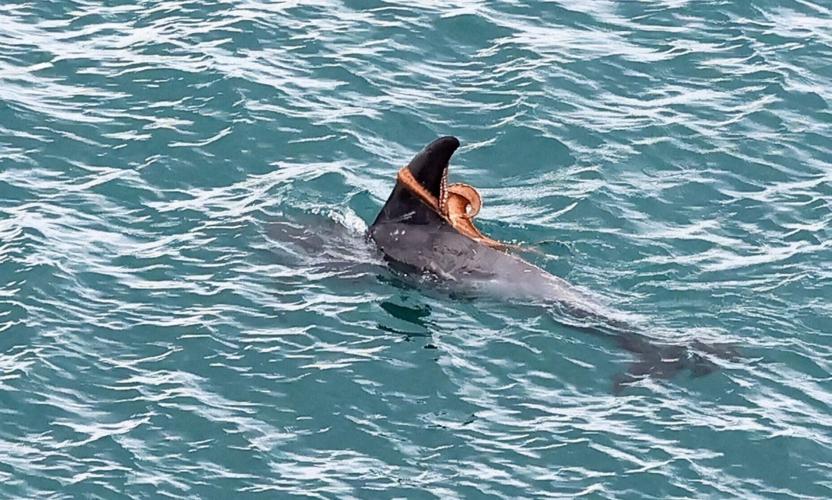 Octopus spotted catching a ride on a dolphin in UK waters