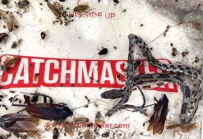 Alexander City resident catches snake in the home