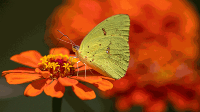 Cloudless Sulphur