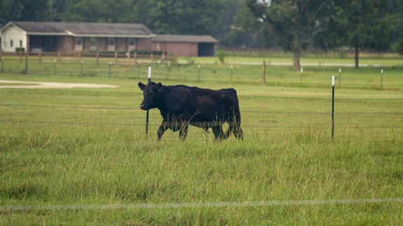 Lone Oak Farm