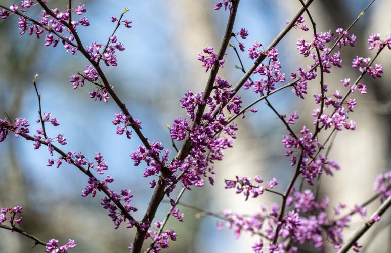 Eastern Redbud
