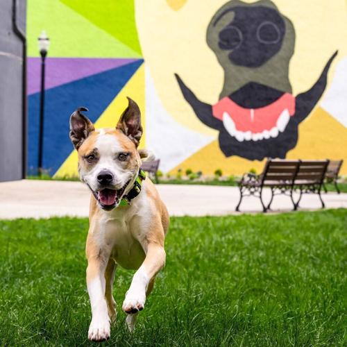 “Parks connect us to nature, our neighbors and our own well-being,” says Kris Kiser, President & CEO of the TurfMutt Foundation. “This summer, we’re encouraging everyone to expand their ‘backyarding’ mindset beyond their home’s fence line and into our s...