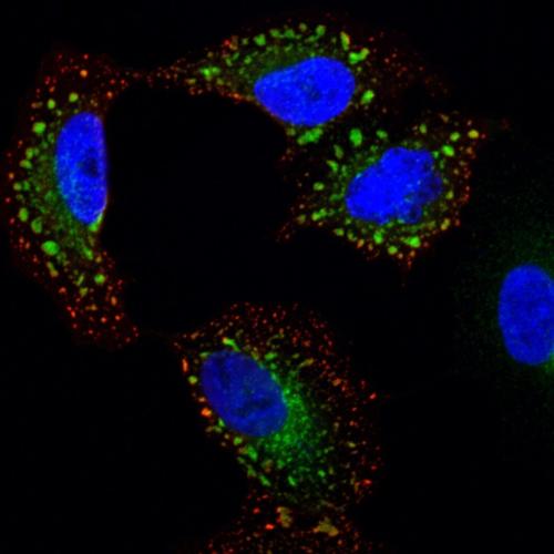 New ways to prevent flu being developed following “accidental lab breakthrough