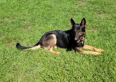 Wetumpka Police Department to receive body armor for K9 Gunner