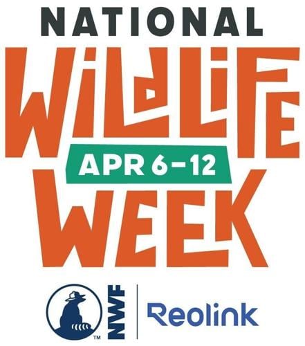 The National Wildlife Federation and Reolink 'Color Me Wild!' campaign debuts this National Wildlife Week, April 6-12 to inspire people to learn how wildlife across America use color to enhance their survival and well-being, and how to help protect them...