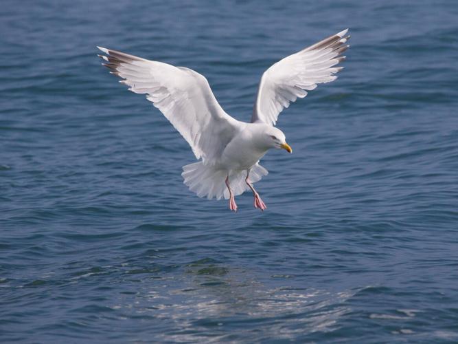 seagull_featured