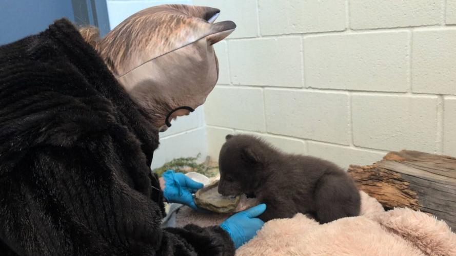 Orphan bear cubs cared for by keepers dressed as mother bear