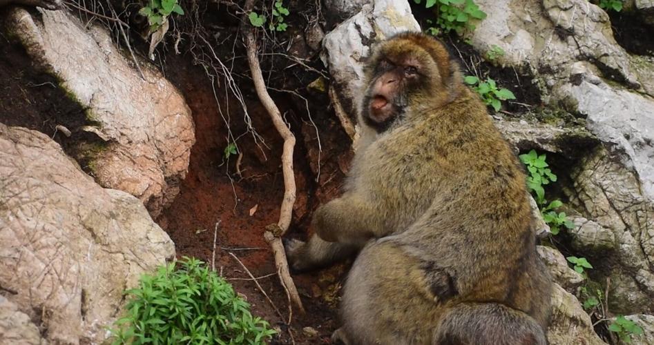 Gibraltar’s monkeys “self-medicate” to help them digest tourists junk food