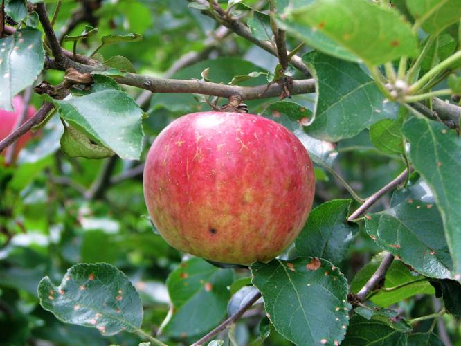 Fabulous Fruits