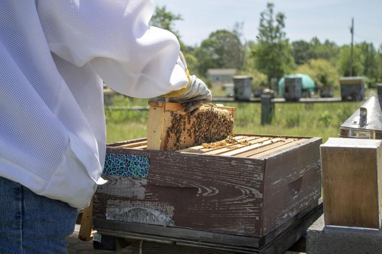 Bee farm buzzing with activity