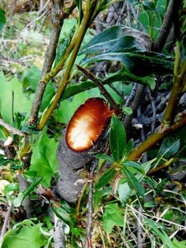 Beavers leave tell-tale trail as they move into the Arctic, reveals new research