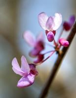 Eastern Redbud