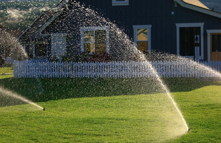 Dry weather triggers thirsty tomatoes