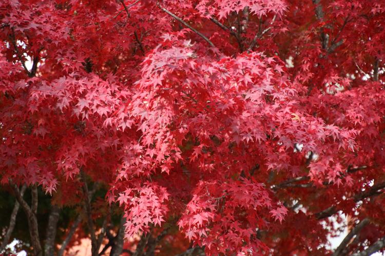 Fall Color
