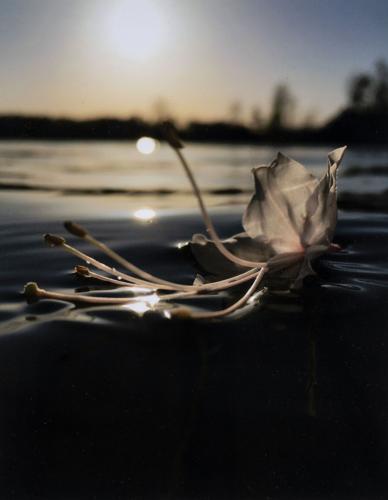 Lake Martin Living Art & Photo Contest