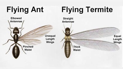 UK Entomology ant or termite.jpg
