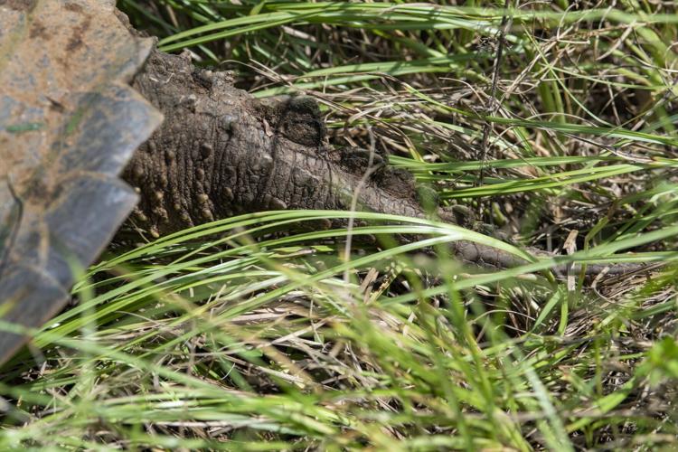 Common Snapping Turtle