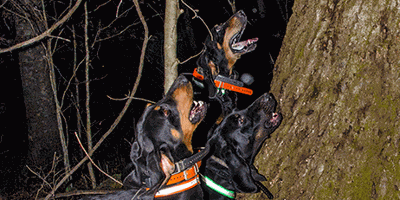 Hunting with Hounds
