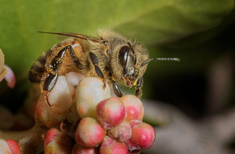Honey bees dance better for bigger audiences, reveals new research