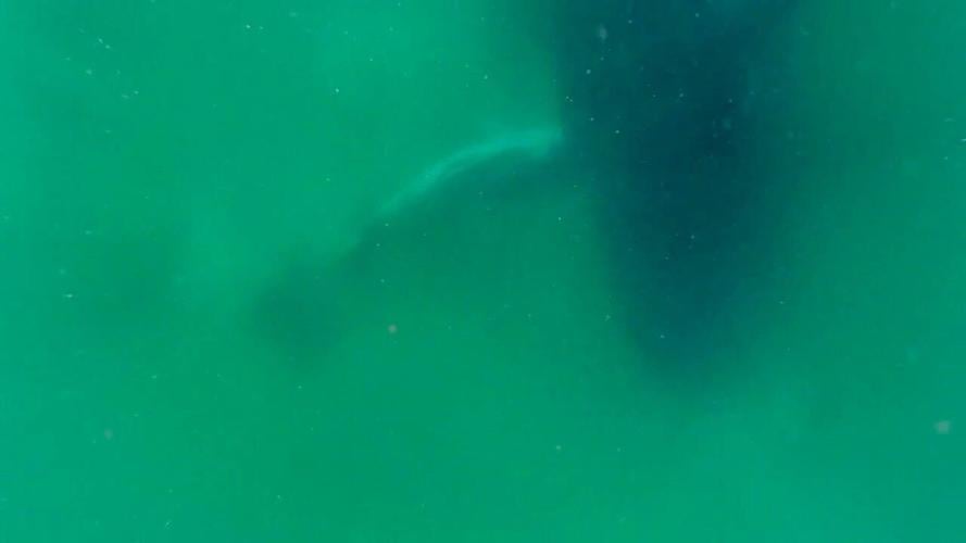 Humpback whale caught on camera grieving for her stillborn calf