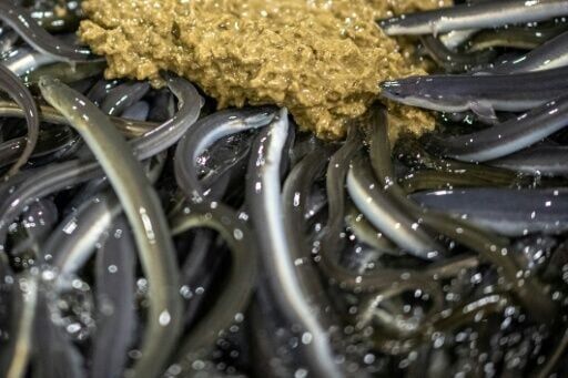Eels, a popular delicacy around the world but also endangered, will be discussed at a key forum in Uzbekistan