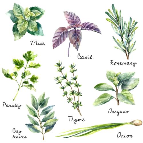 Kick-start your garden with herbs for cooking and cocktails