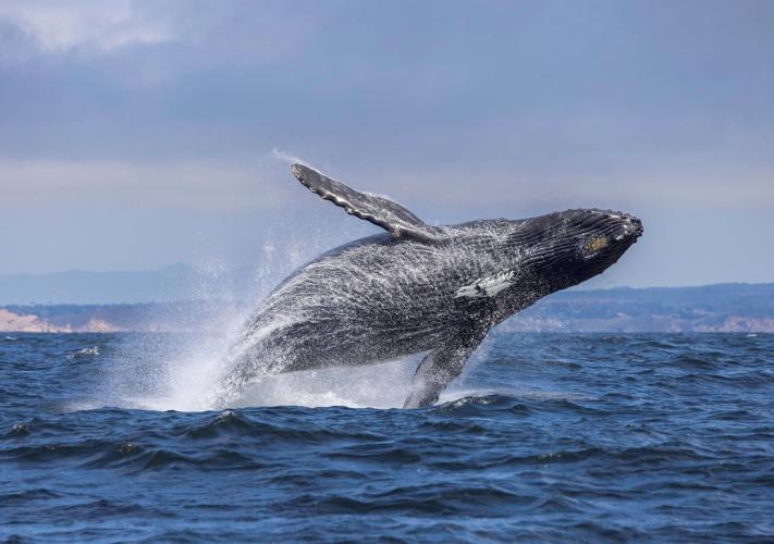 Humpback Whale on Monterey Bay