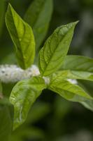 Virginia Sweetspire
