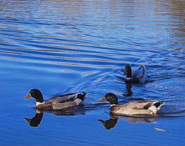 Lake Martin Living Art & Photo Contest