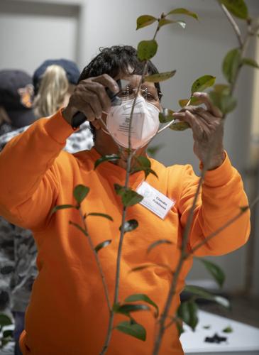 PHOTOS: Camellia grafting workshop