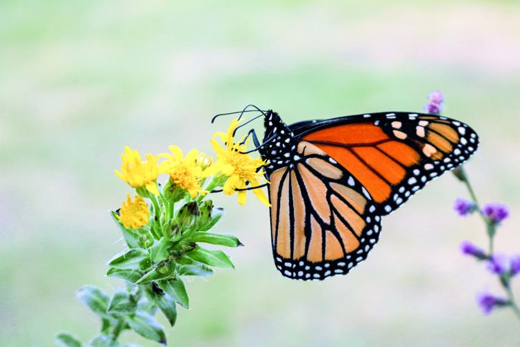 The best flowers to attract butterflies