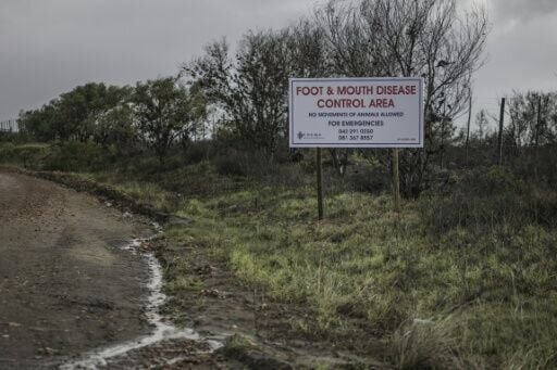 Nearly 1,000 outbreaks have been reported in South Africa, affecting all of its nine provinces