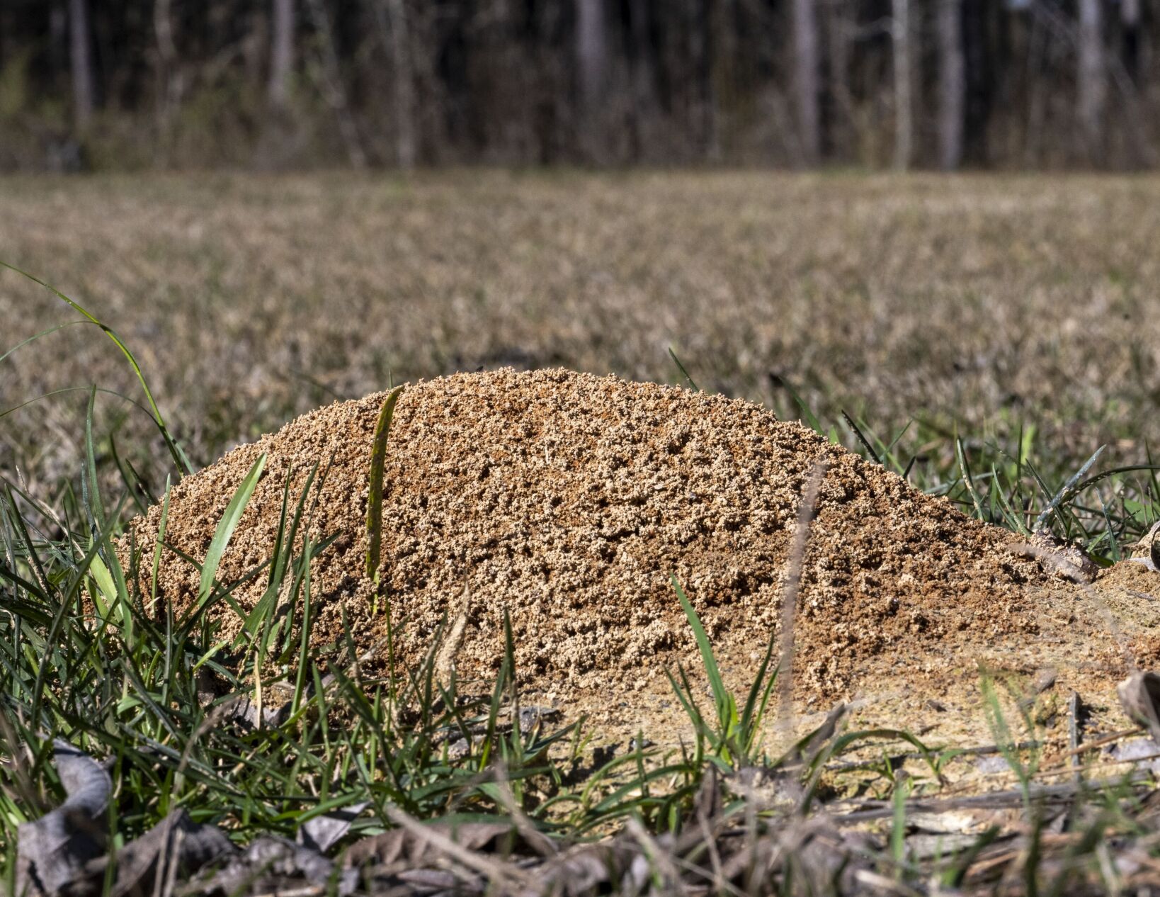 The Invasion of the Fire Ants