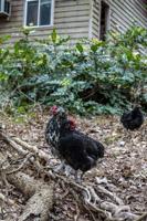 Poultry Pets