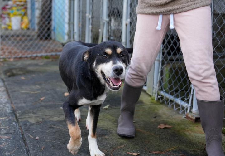 Adorable Pets for Adoption at Lake Martin Humane Society