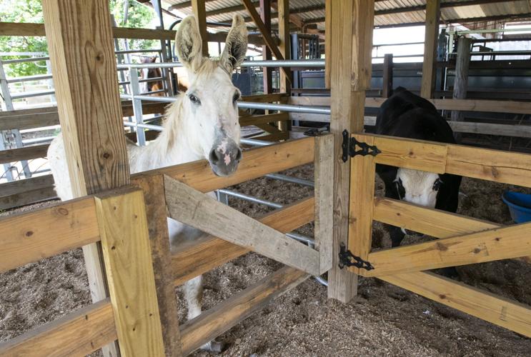 PHOTOS: Bar J Farms is an extended family