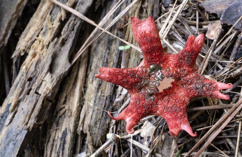 Anenome Stinkhorn_1485_20260604.jpg