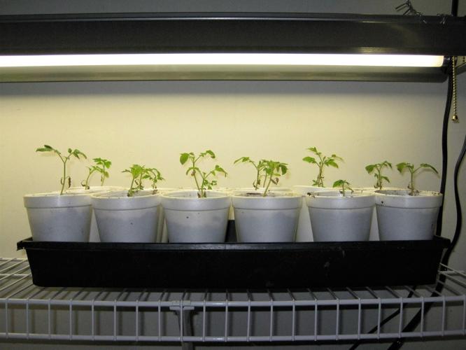 Starting Veggie Seeds