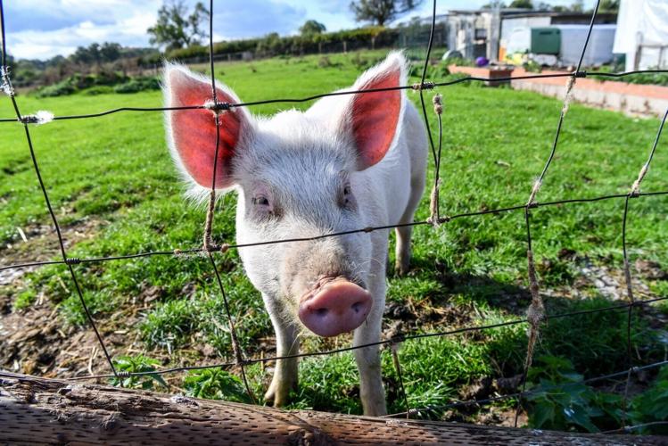 Piglet saved from the chop becomes a real-life Babe
