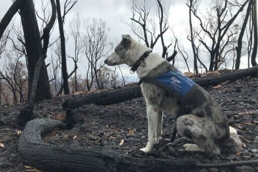 The 11-year-old Koolie was one of the first dogs trained to detect koalas