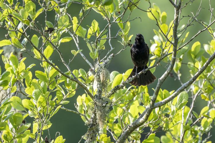 Red-winged Blackbird