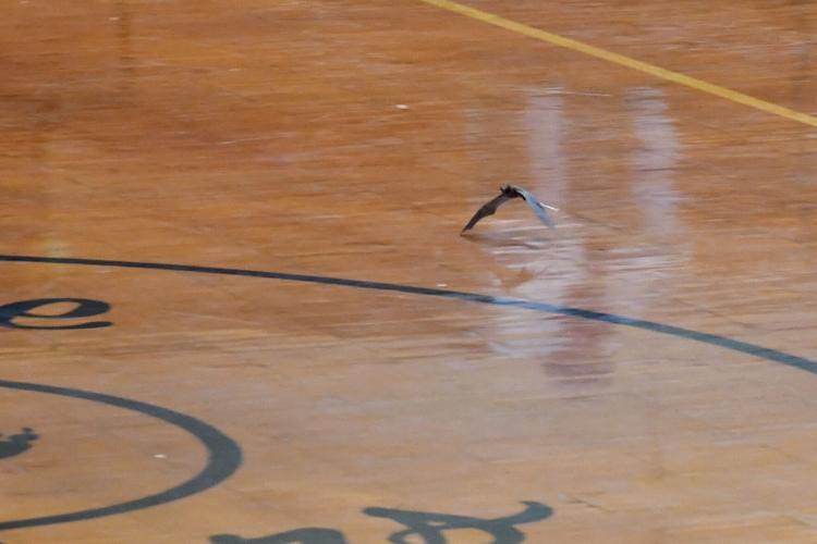 PERSONAL FOUL: Bat disrupts Lady Tigers' game against LaFayette
