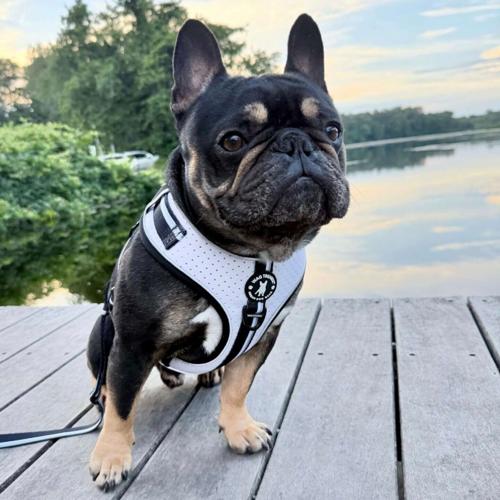 Wag Trendz® NeoCool™