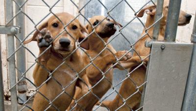 Death row pups?