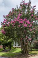 Southern Crapemyrtle