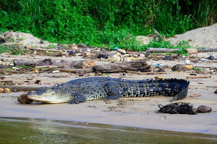 Saltwater crocodiles swam thousands of miles to survive, suggests new research