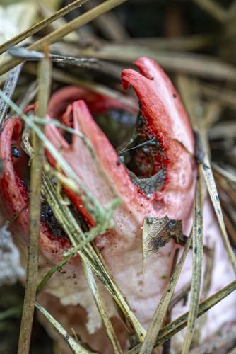 06052026_Stinkhorn_edit denoise_04.jpg