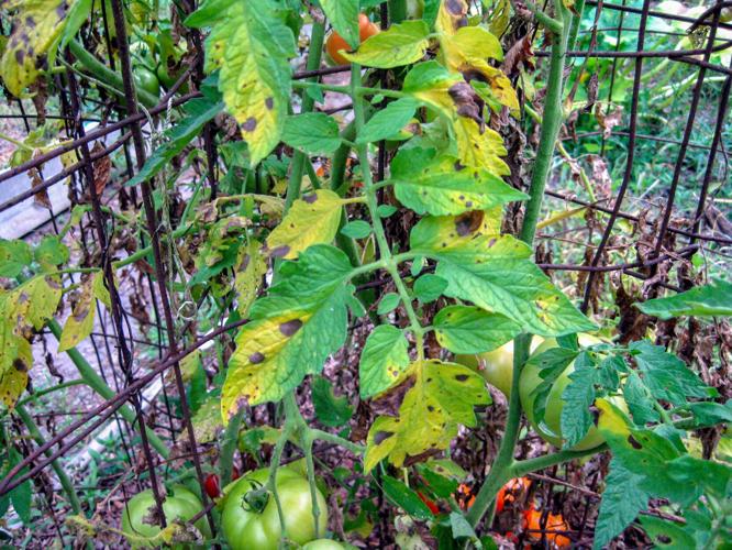 Grow goodness this summer